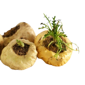 पेरुवियन माका रूट